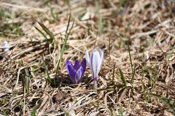 Coppia di crocus