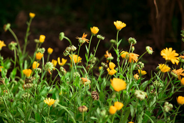 Buddhistischer Garten im Sommer