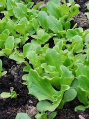 lettuce growing in the garden