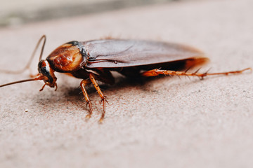 Selective focus of cockroach on the cement floor, Close Up of cockroach on street, Insects on concrete background.