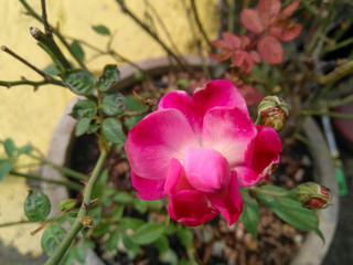 pink and white orchid