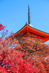 Obraz premium Leaves changing colors in Japan There are both green, yellow and red that are flowering for the past tourists to watch, Japan.