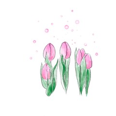 Pink tulip flowers. Texture illustration, tulip flowers on white background 