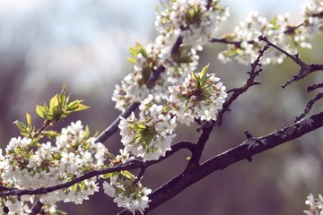 weisse Blüten am Kirschbaum