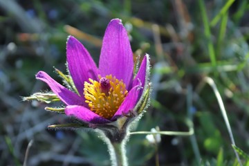 violette Blüte der Kuhschelle