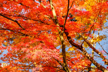 Leaves changing colors in Japan There are both green, yellow and red that are flowering for the past tourists to watch, Japan.