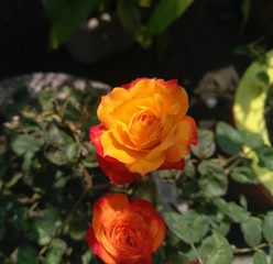 orange rose in garden