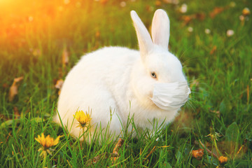 Fototapeta premium Easter rabbit with medical mask at epidemic time