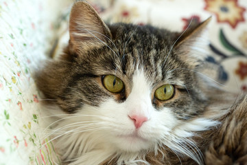 Mongrel cat at home