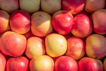 Multi-colored apples in a box. Selling crops on the market. Natural, healthy, vitamin-rich foods. Food for health. A variety of types of apples: yellow, red, green, variegated, with dots.