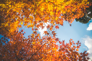 Color change leaves. That is changing to a yellowish color add more beauty to the area, Japan.