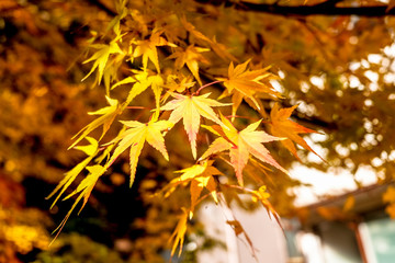 Momiji leaves that turn yellow all the stems. Nature Background.