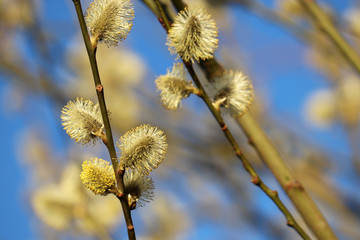 Pussy willow flowers on the branch, blooming verba in spring forest on blue sky background. Palm Sunday symbol, yellow catkins in sunlight closeup