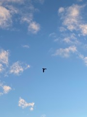 birds in the sky