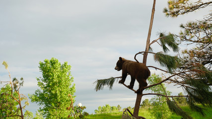 Bear cub