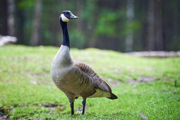 Canada Goose ( Branta Canadensis ), Teverener Heide Natural Park, Germany	