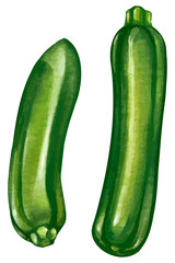 ズッキーニ　イラスト