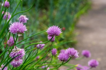 Obraz premium Purple and blue Gilliflowers in the grass. Slovakia