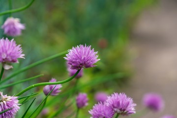 Purple and blue Gilliflowers in the grass. Slovakia