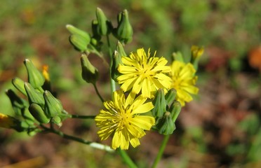 Beautiful yellow Youngia Japonica flowers in Florida wild, closeup