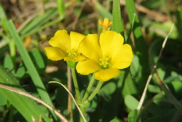 Yellow oxalis flowers in Florida wild, closeup