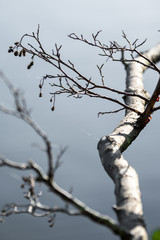 Tree branch without leaves