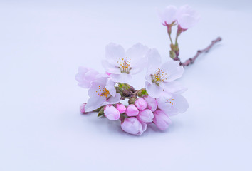 background with sakura spring cherry blossom