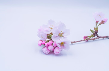 background with sakura spring cherry blossom