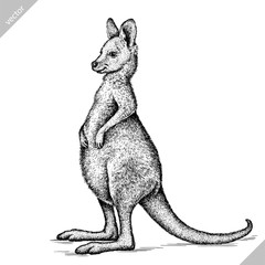 black and white engrave isolated kangaroo vector illustration