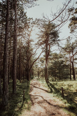 Bäume in den Dühnen