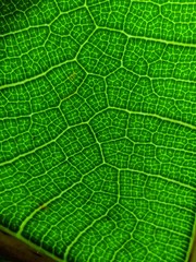 green leaf texture