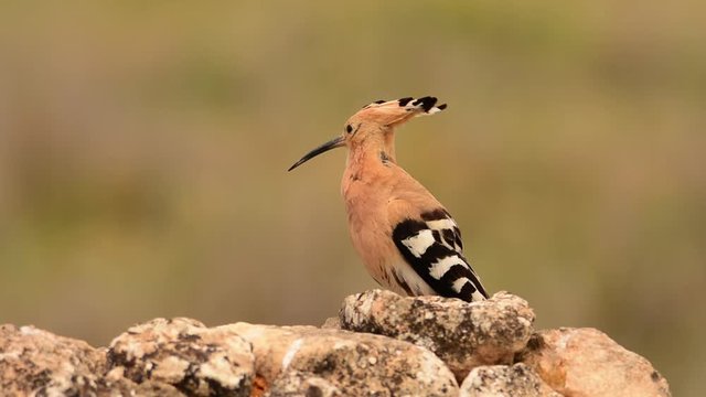 Eurasian Hoopoe perched on the ground. Upupa epops
