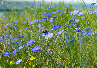 Blooming flax in the meadow on a sunny day