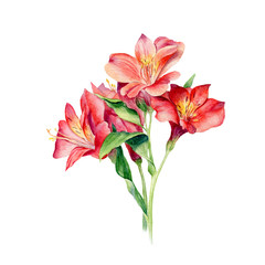 Watercolor Flowers Alstroemeria, isolated on white background. Floral artistic collection.