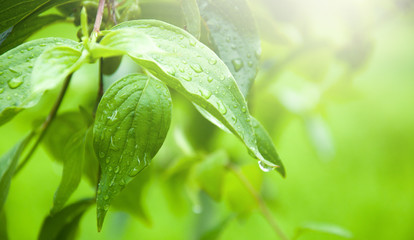 Green leaves on a tree. Raindrops on the leaves. Summer. The rays of the sun.