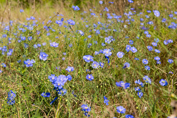 Blooming flax in the meadow on a sunny day