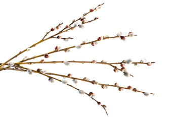 Blooming Willow isolated on white background © Serhii