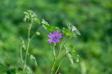 Purple and blue Gilliflowers in the grass. Slovakia