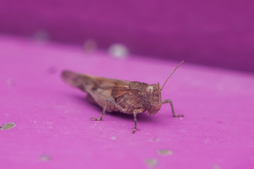 Langfühler-Dornschschrecke, Tetrix tenuicornis