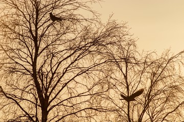 Landscape with silhouettes of birds on a tree against a twilight sky