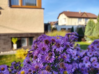 Purple flowers in grass in nature or in the garden. Slovakia