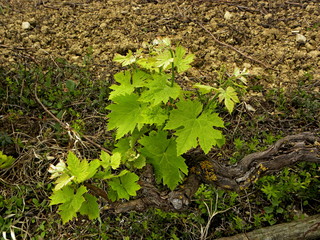 Young green tender shoots and leaves of grapes on the vine in the spring. Grape fields of Portugal.