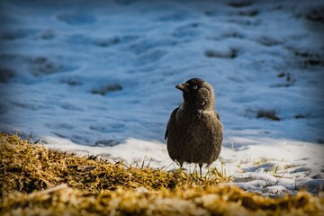 A black and silver bird with white eyes and a black beak sits on the ground among dried grass and snow.