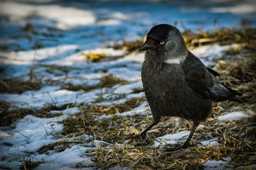 A black and silver bird with white eyes and a black beak sits on the ground among dried grass and snow.