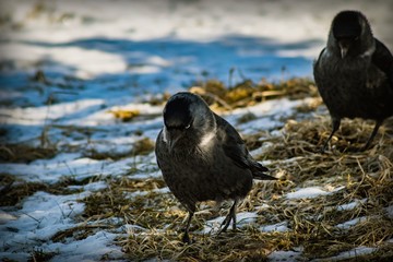 Two black and silver birds with white eyes and a black beak go in search of food on the ground with the remains of snow
