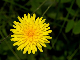 Wildflowers. Macro Photo of a dandelion plant. Dandelion plant with a fluffy yellow bud. 