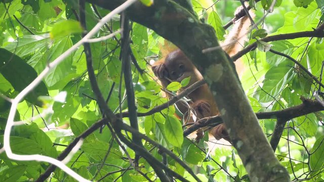 Cute young baby orangutan eating leaf in Bukit Lawang, Sumatra, Indonesia