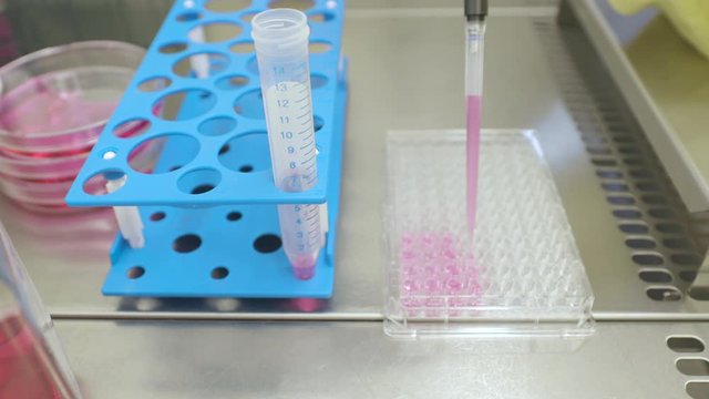 Scientist pipettes red liquid medium in a 96 well plate under a working bench in a cell culture laboratory.