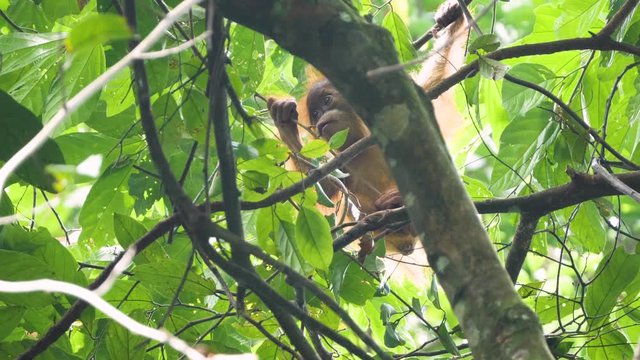 Slow motion shot of cute young baby orangutan eating leaf in Bukit Lawang, Sumatra, Indonesia