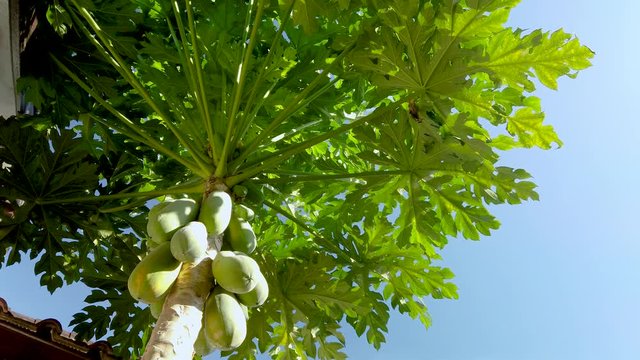 Organic Natural Ripe Papaya Fruit Tree with Green Leaves and Clear Blue Sky for Background